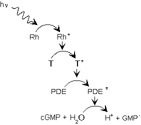 Rodopsiinista cGMP:hen